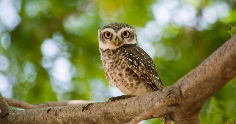 7 Burung Pembawa Sial, Wajib Dihindari dan Tidak Boleh Dipelihara